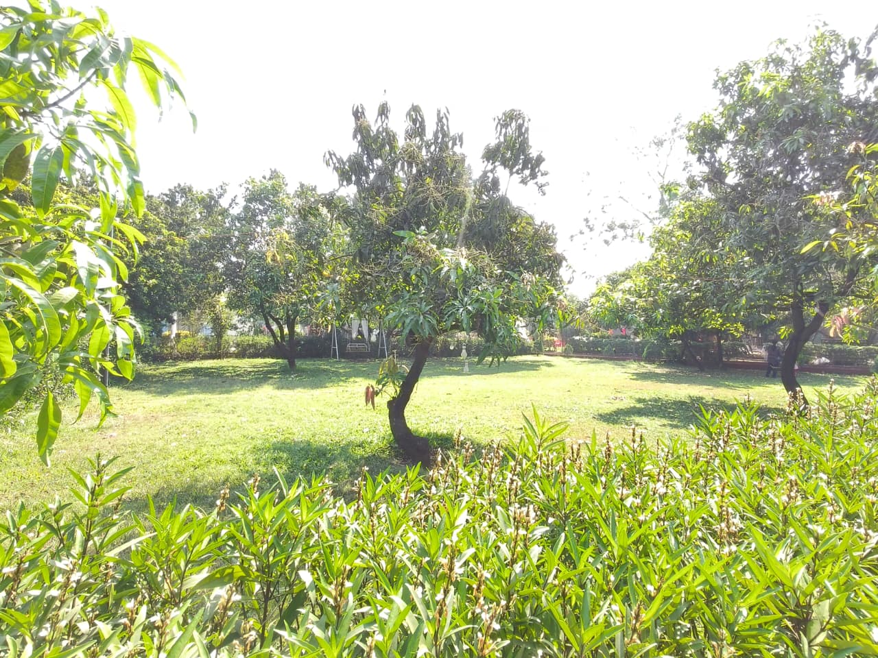 Amba Baug - Mango Orchard at Vrundavan Resorts